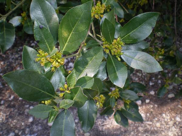 Rhamnus alaternus
